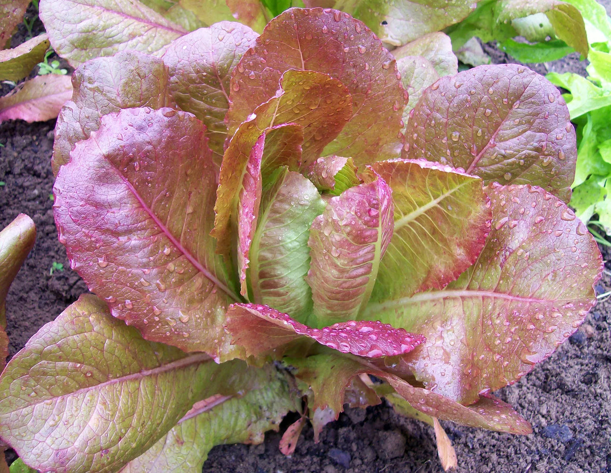 Rouge D'Hiver Lettuce Seeds 600+ Non-GMO French Romaine Vegetable - Organic Seed for Home Gardening, Lactuca sativa