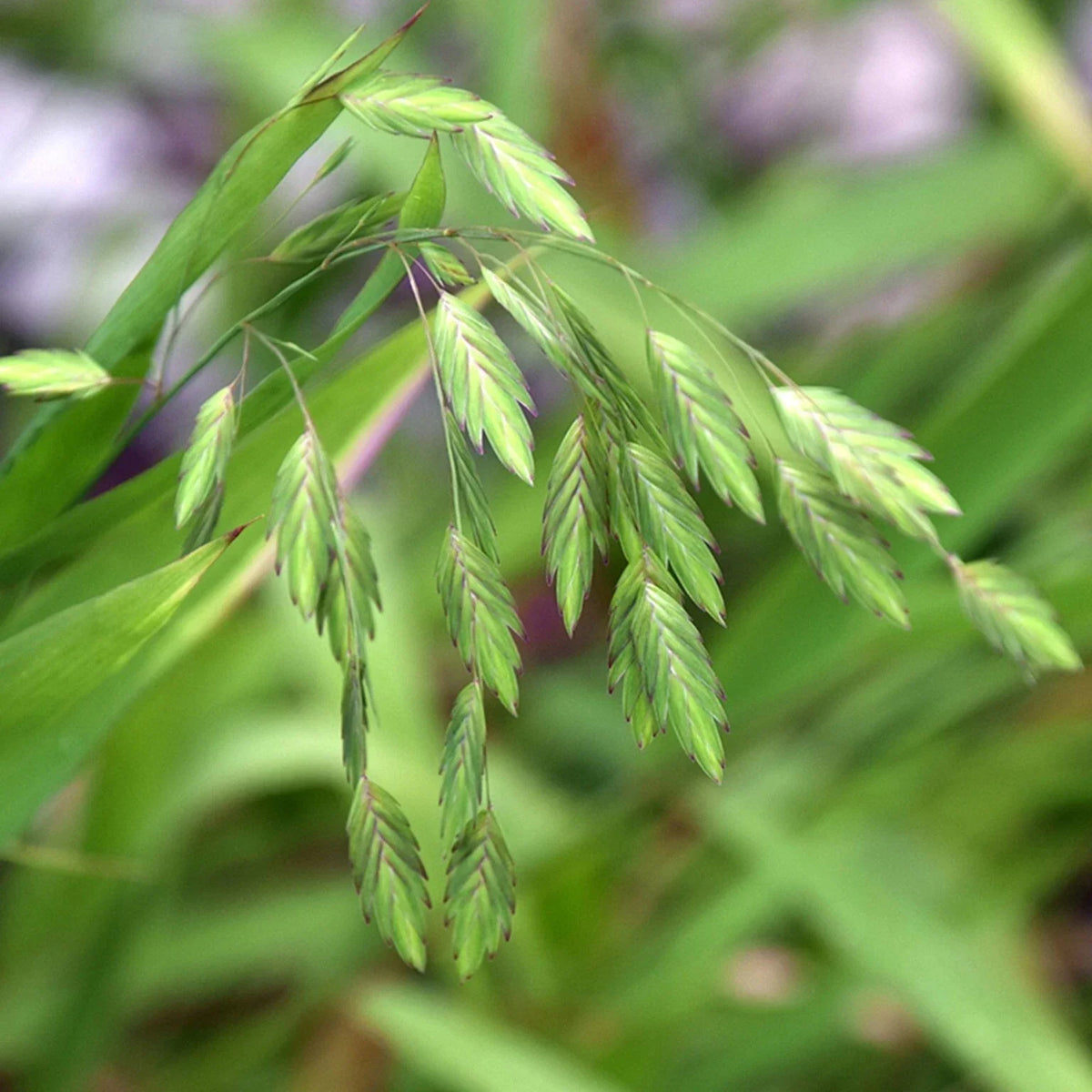 Northern Sea Oat Seeds - 30 Seeds, Ornamental Perennial Grass, Chasmanthium latifolium, Clumping, Arching, Garden Border