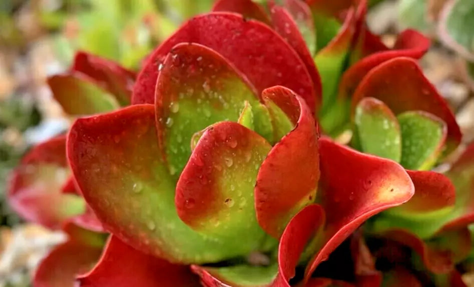 Kalanchoe 'Dragonfire' - 6" Diameter - Rare Bright Red Leaves - Indoor Plant
