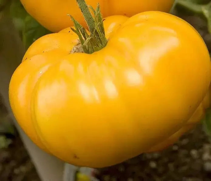 Yellow Brandywine Tomato Seeds - Heirloom Organic NON-GMO for Home Gardening, Juicy Yellow Tomatoes, Solanum lycopersicum