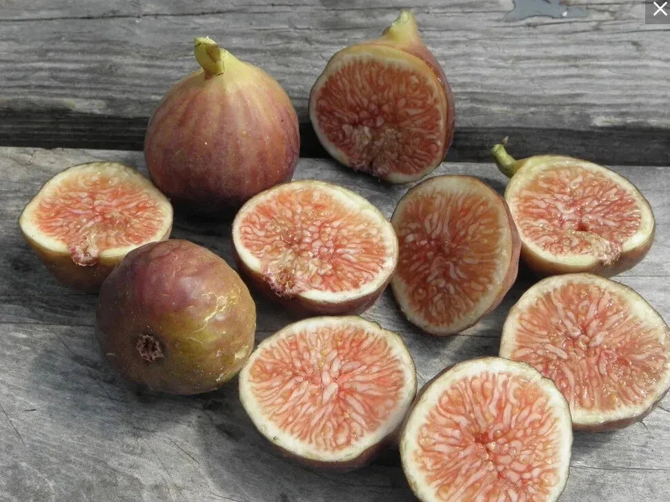 Florea Fig Seeds - 100+ Seeds for Garden Planting - Ficus carica - USA - Free Shipping