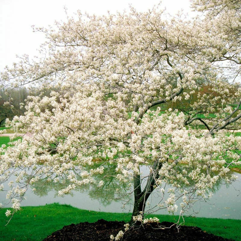 Serviceberry Live Plant Set of 2, 16-24 Inches, Amelanchier arborea, Tall Shrub, White Flowers, Reddish-Purple Berries
