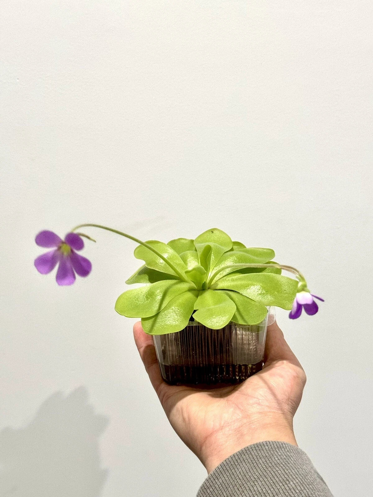 Carnivorous Pinguicula Butterwort Plant - Easy to Grow Natural Pest Control