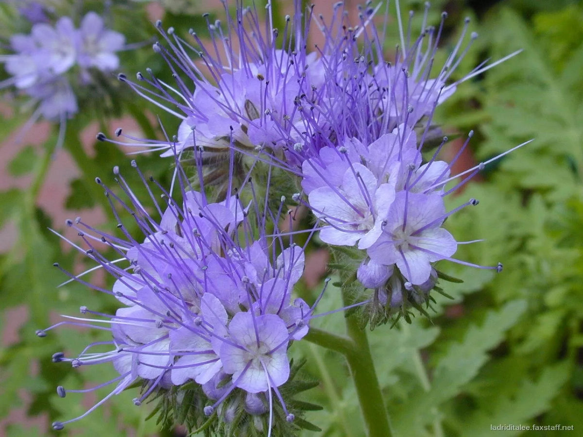 Lacy Phacelia Seeds | 1700+ Purple Edible Seeds | Tanacetifolia