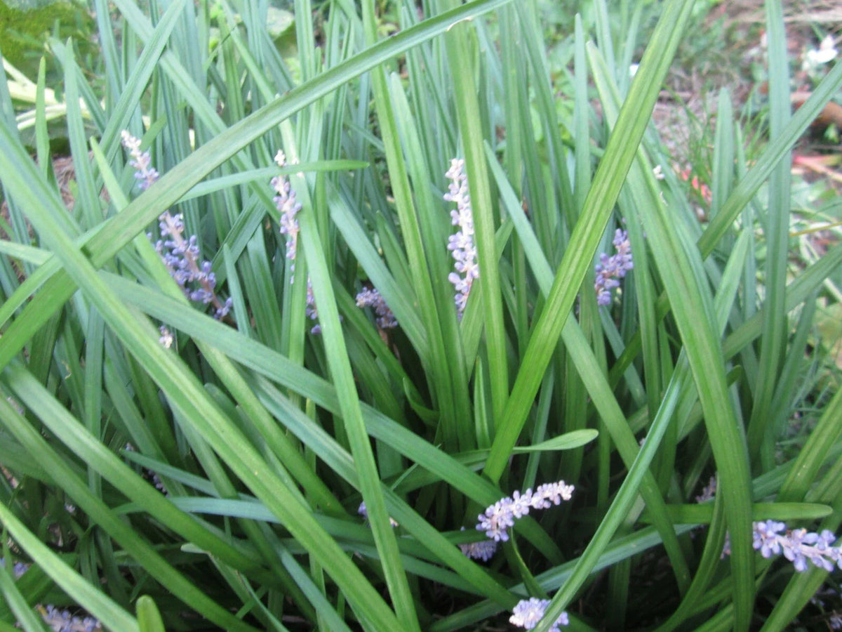 Liriope Plants 99 Count - Monkey Grass - Perennial Border Grass - Liriope muscari