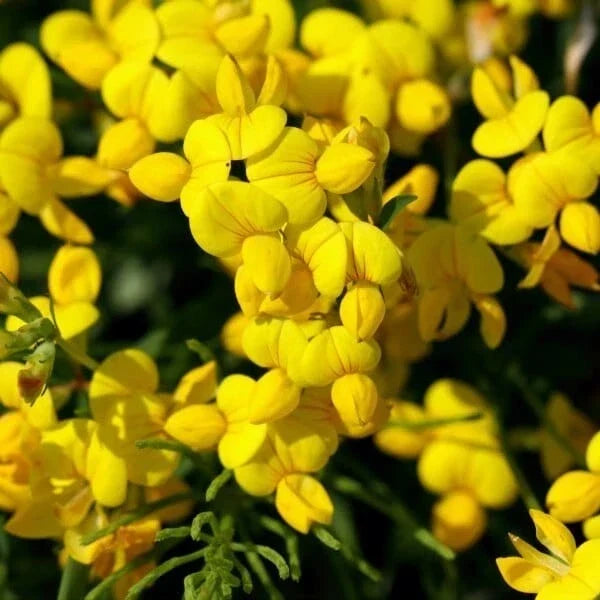 Bird's Foot Trefoil Seeds 200+ Lotus Corniculatus Perennial Wildflower Seeds for Pollinators & Erosion Control