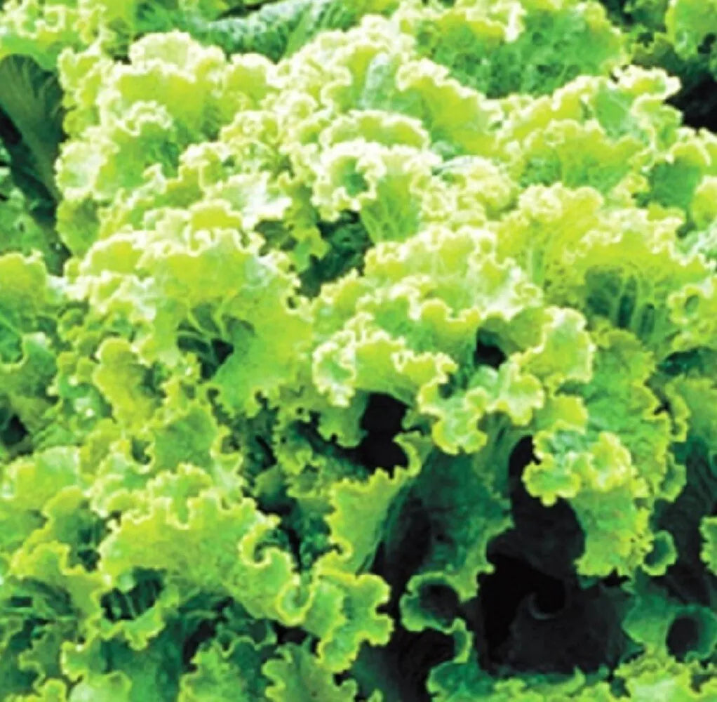 Green Ice Leaf Lettuce Seeds | Heirloom NON-GMO | Compact Lactuca sativa for Salad & Garnish | 100 Seeds