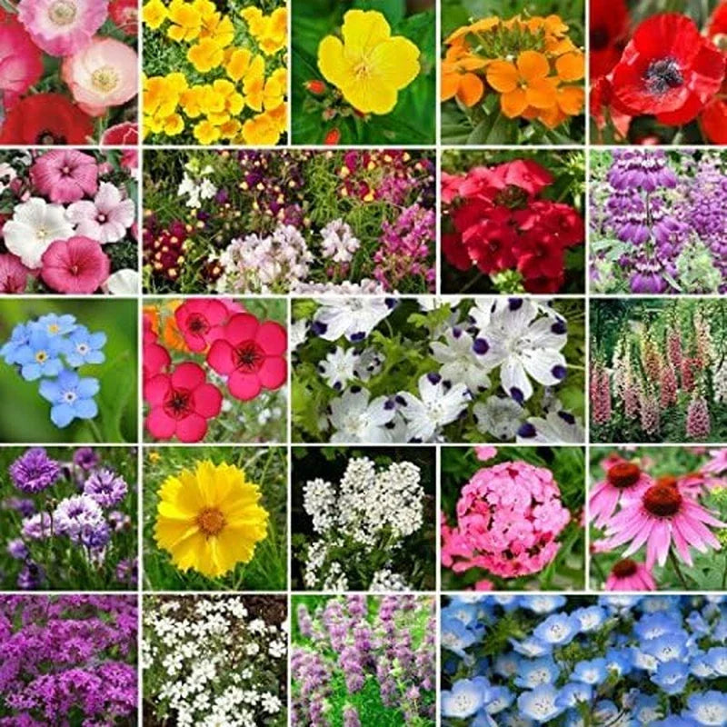 Wildflower Seed Mix 1 lb Partial Shade Native Variety Non-GMO Seeds for Pollinators