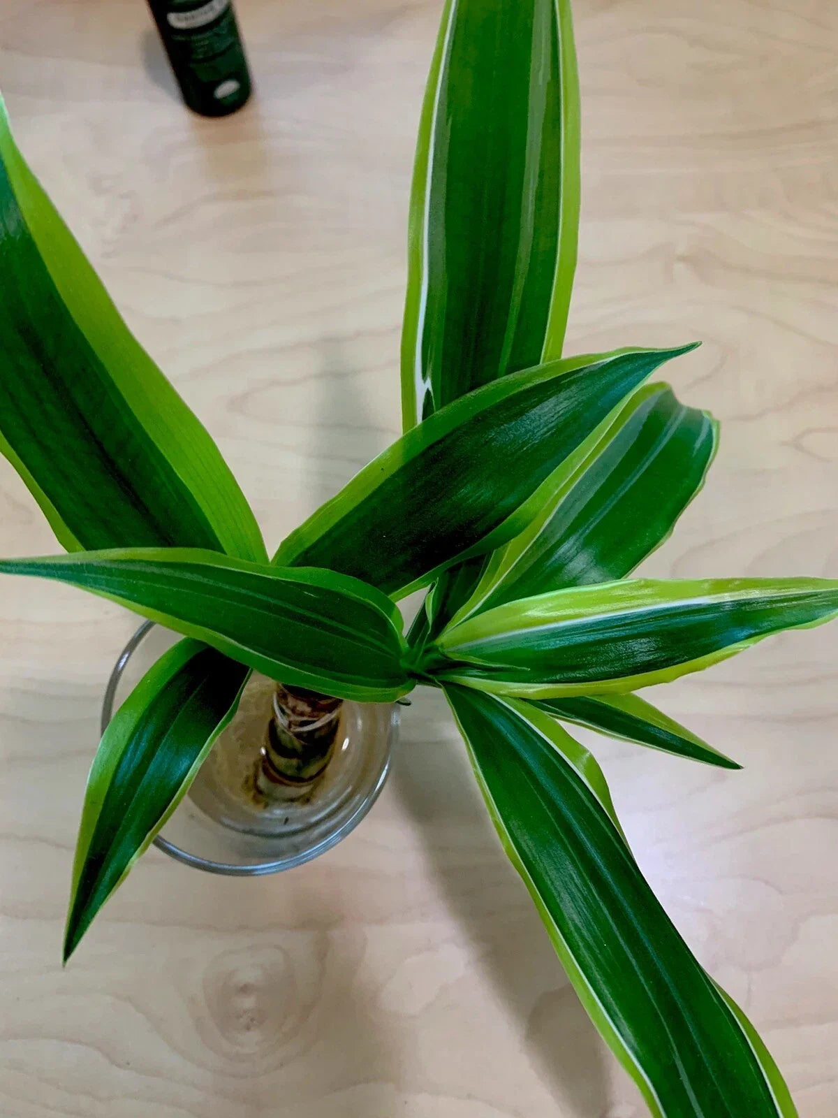 Dracaena Fragrans Corn Plant Houseplant, 8-Inch Starter, Fragrant Bloomer, Indoor Green Plant, Air-Purifying, Low Maintenance