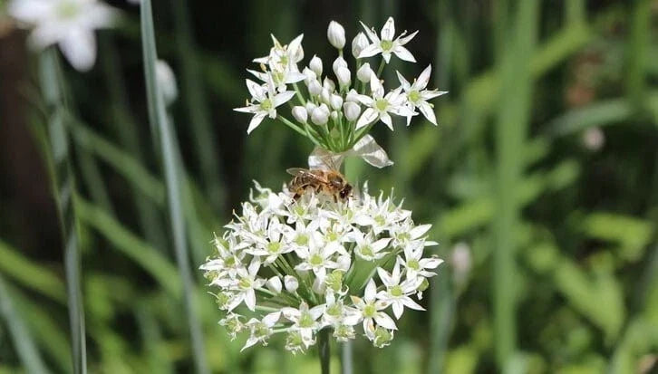 Organic Garlic Chive Plants, Two Established Allium Tuberosum Herb Garden Starter