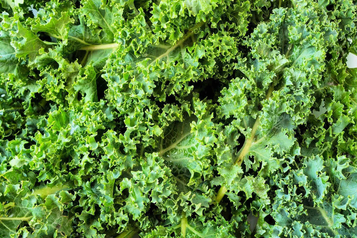 Dwarf Kale Seeds | 100+ Seeds | Dwarf Blue Kale Brassica oleracea var. sabellica