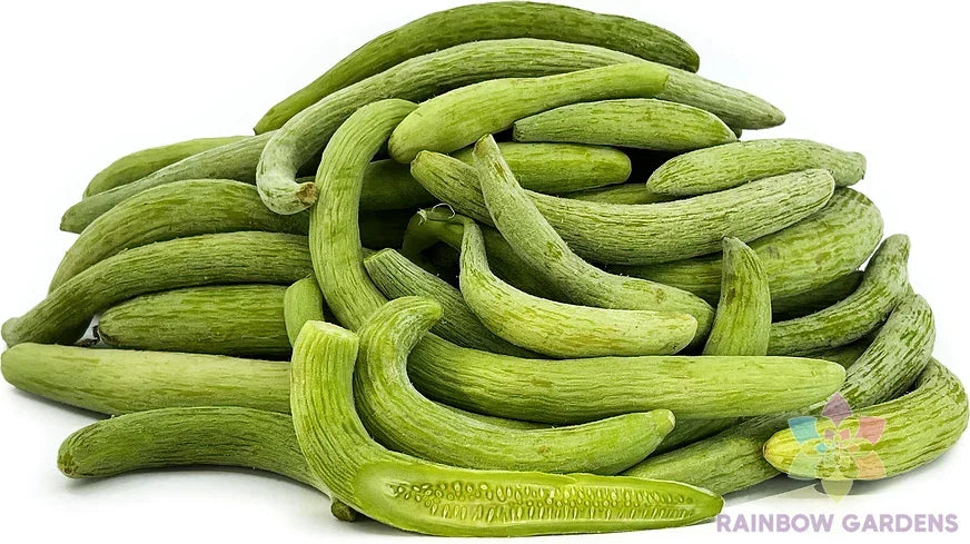 Viper Cucumber Seeds - 25+ Pack - USA Grown Cucumis sativus for Garden Planting