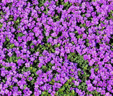 Purple Rockcress Seeds 200+ Perennial Ground Cover, Aubrieta deltoidea, Purple Flower, USA Native