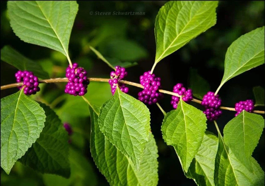 Organic Seeds American Beautyberry - 50+ Count, Perennial Callicarpa, French Mulberry