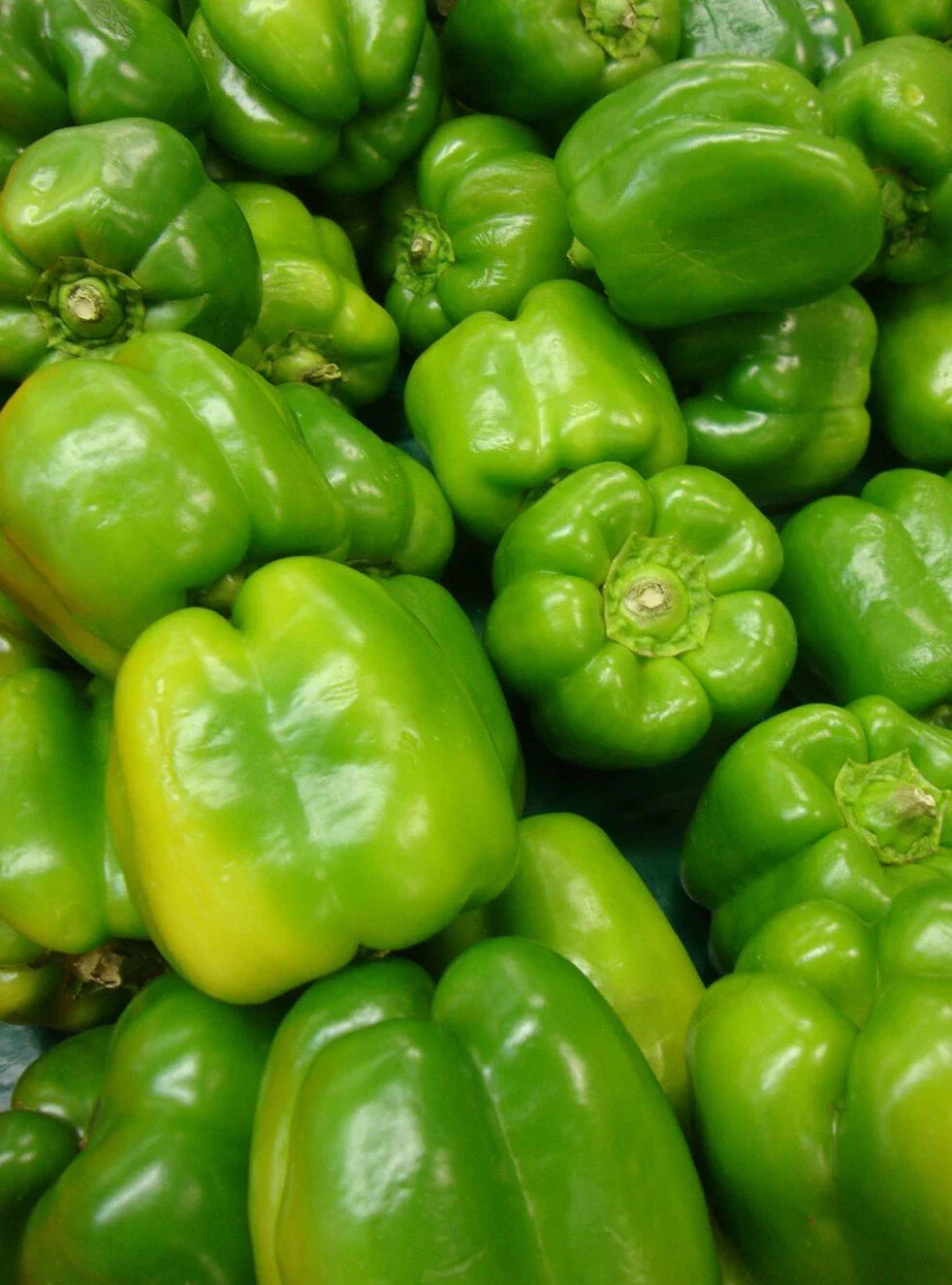 Yolo Wonder Pepper Seeds 50+ Non-GMO Sweet Bell Vegetable Garden Seeds (Capsicum annuum) - Free Shipping