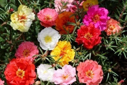 Moss Rose Seeds - 1000 Count - Portulaca Double Mix - Drought-Resistant Annual Flowers for Borders & Containers