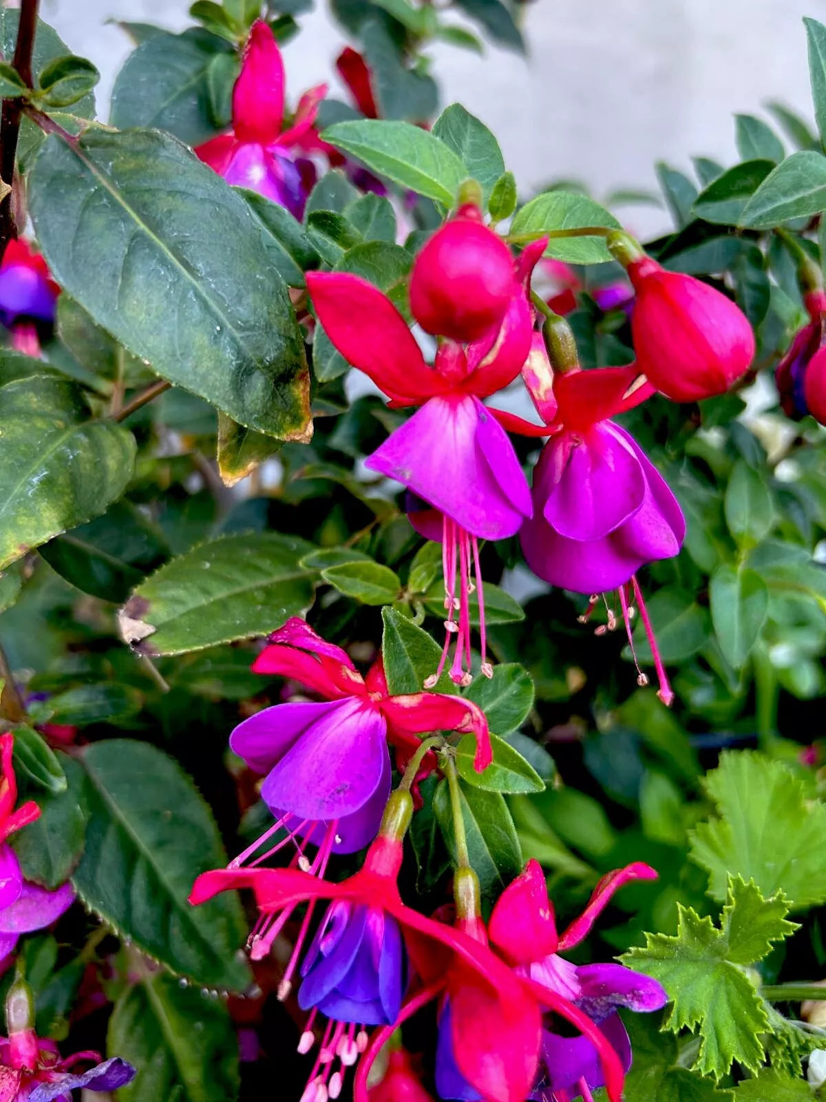 Blue Eyes Fuchsia Live Plant – 8-Inch Well-Rooted Fuchsia magellanica in 3-Inch Pot for Indoor & Outdoor Gardens