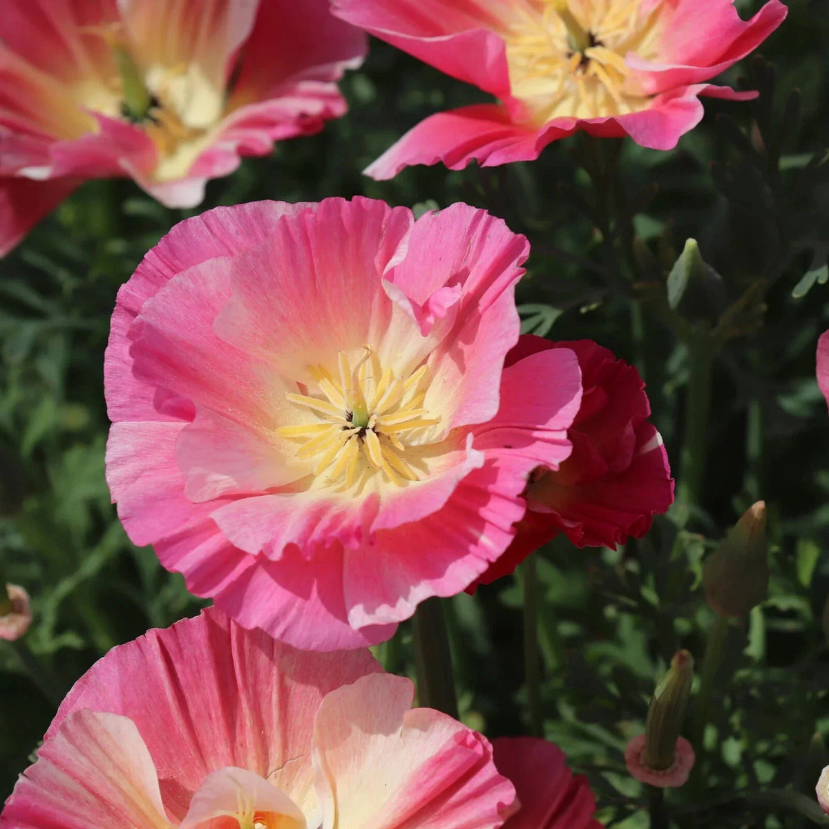 California Thai Silk Rose Poppy Seeds - 200+ Count - Papaver somniferum - Ideal for Garden Planting, USA Grown