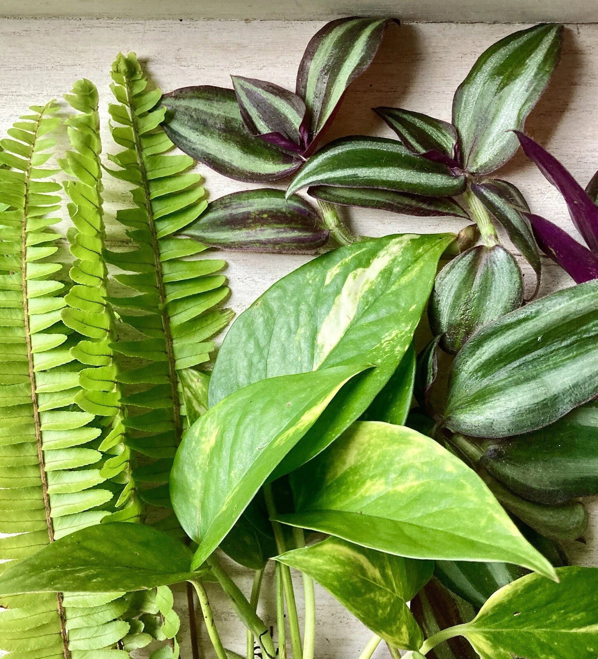 Rooted Plant Cuttings - 15 Pothos, Ferns & Wandering Jew - Easy Care Indoor Plants for Home Decor