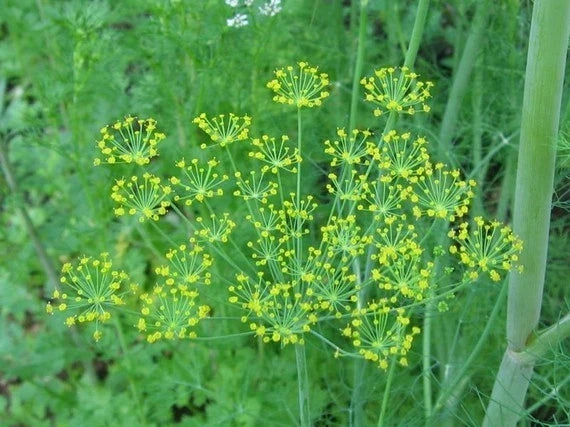 Bouquet Dill Seed Packets – Over 500 Anethum graveolens Herb Seeds for Culinary Gardens and Fresh Herb Growth