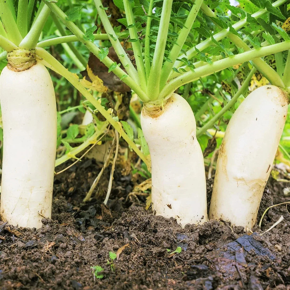 Daikon Radish Seeds - Japanese Winter White Carrot, Korean Mu - Perfect for 2025 Planting, Heirloom Variety