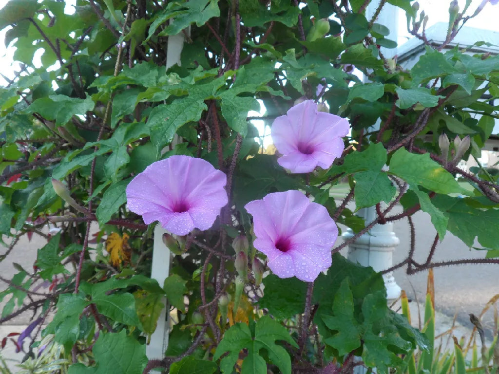 Brazilian Morning Glory Seeds, Ipomoea setosa, Climbing Vine, Butterfly & Hummingbird Attracting, Colorful Garden Vines, 20 Seeds