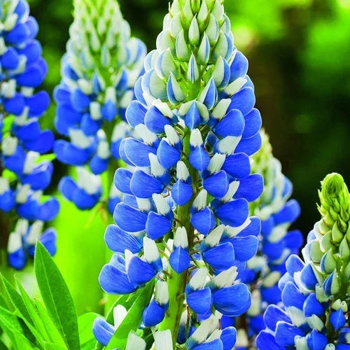 Texas Blue Lupin Seeds Packet of 100 | Lupinus texensis Flower Seeds for Garden, Wildflower, Pollinator Attractant