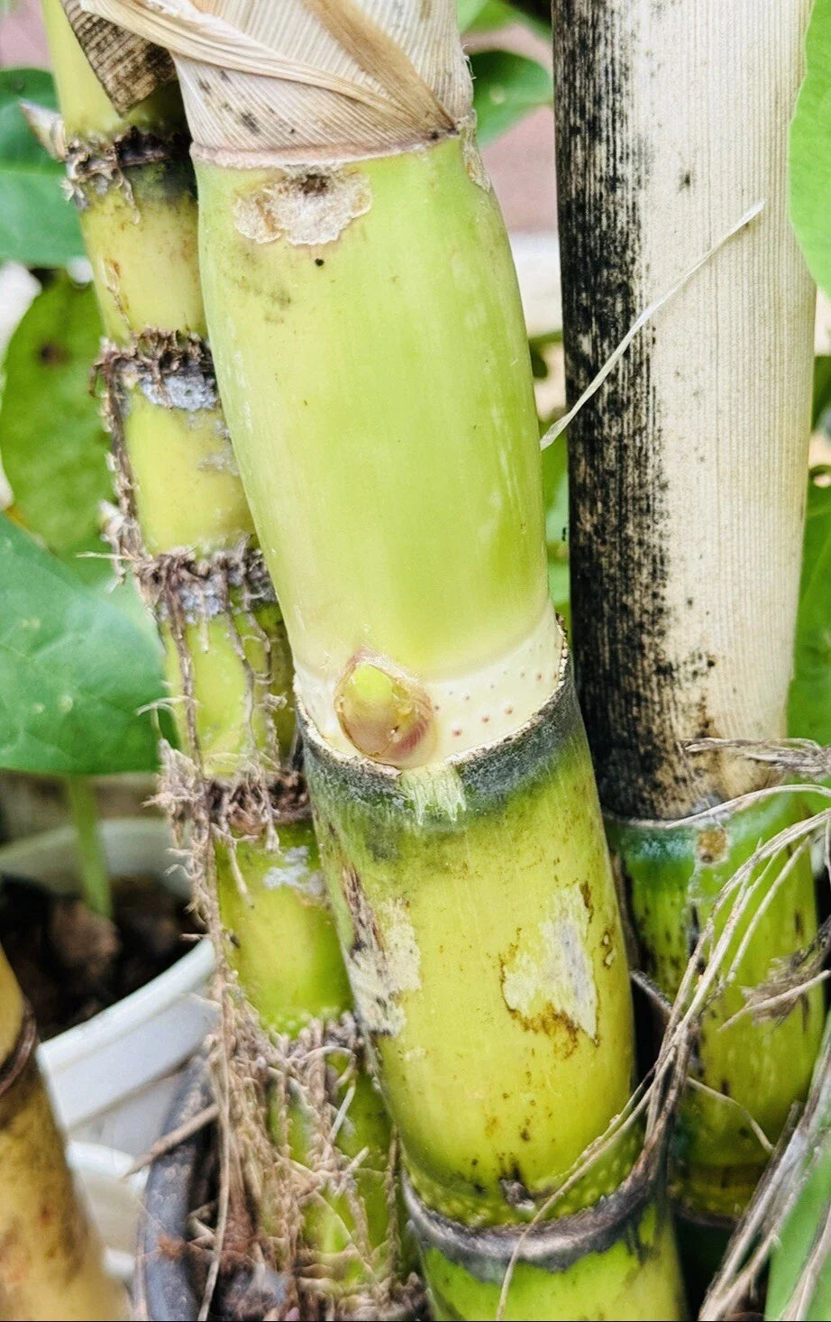 Green Sugarcane Cuttings - 1+1 PCS Fresh Live Plant - Sweet Juicy Variety - Ready to Plant