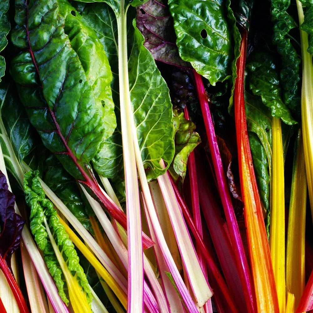 Rainbow Swiss Chard Seeds - 50 Non-GMO Vegetable Garden Seeds Beta vulgaris var. cicla, Colorful Leaves, Easy to Grow