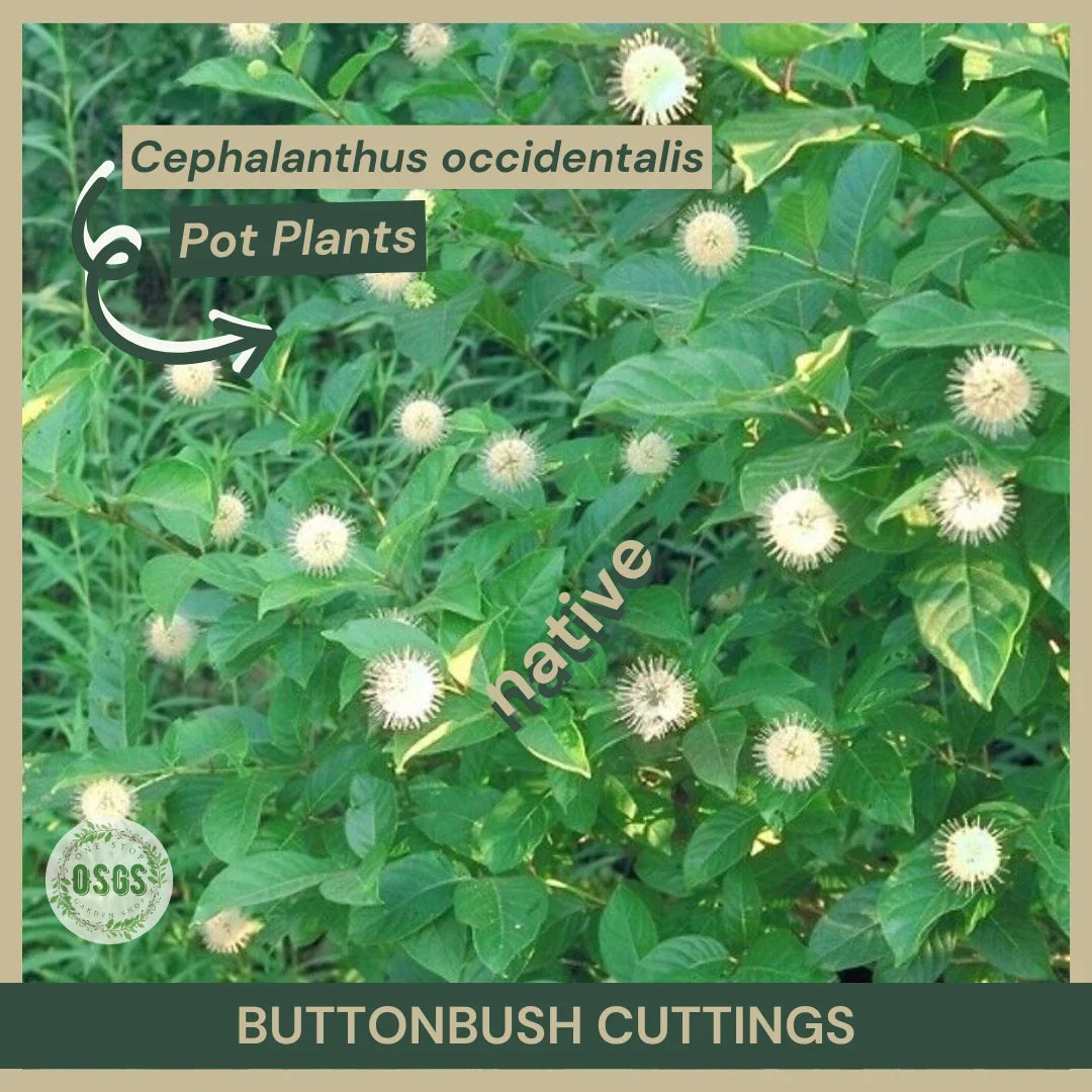 Buttonbush Cuttings 12" Fresh Native Wetland Plant Cephalanthus occidentalis for Wildlife Habitat