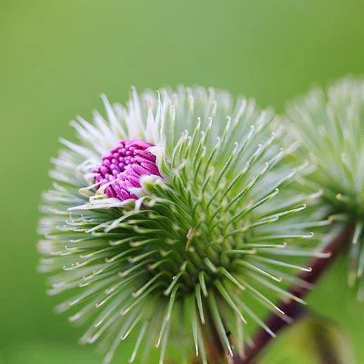 Burdock Seeds - 50+ Pack, Organic Edible Herb Seeds, Arctium lappa