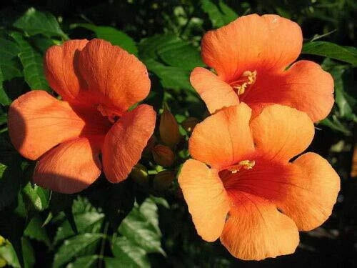Hummingbird Trumpet Creeper Vine Seeds - Campsis Radicans - 25 Seeds - Vibrant Red Flowers for Gardens and Landscapes