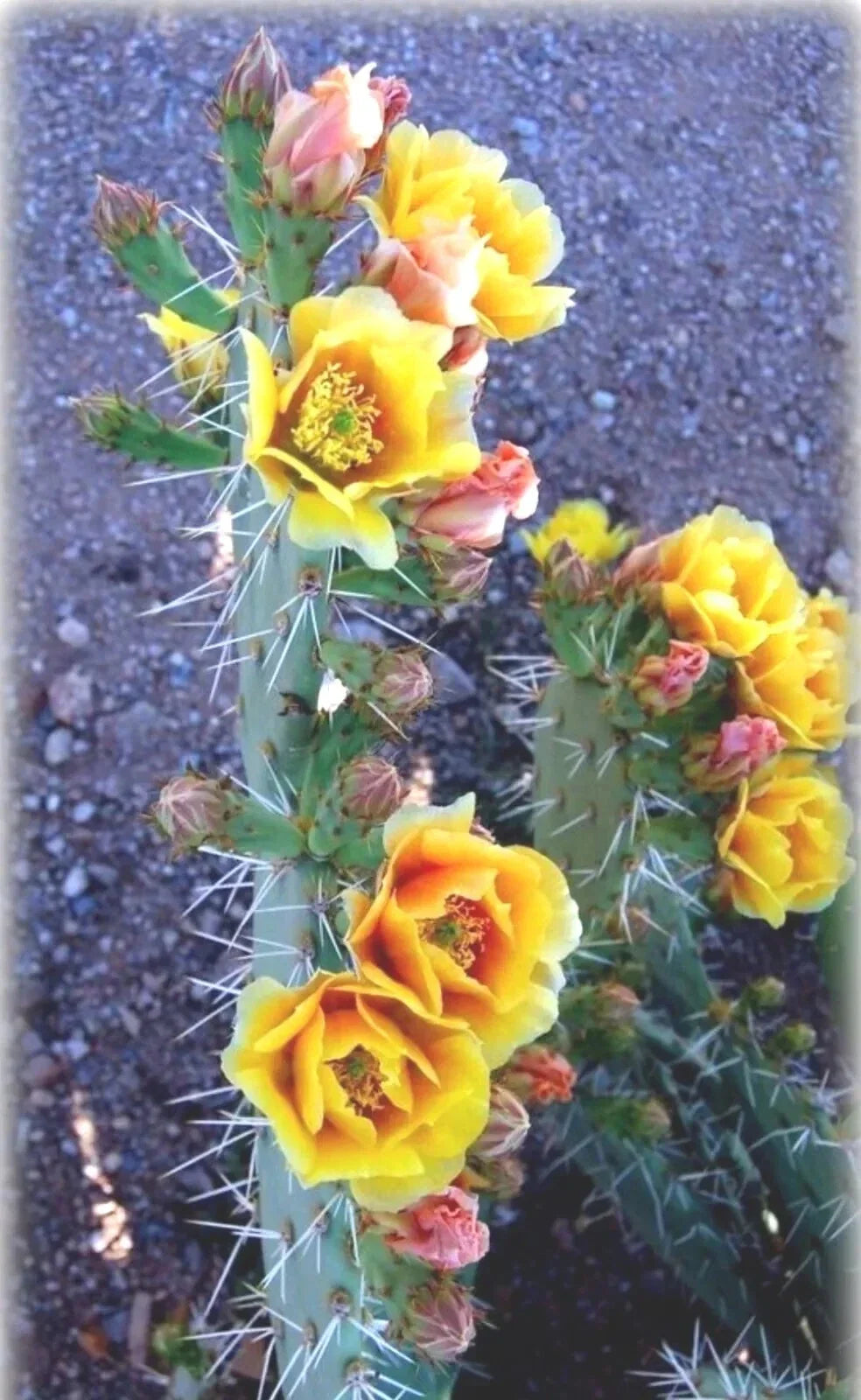 Green Prickly Pear Cactus Seeds - Opuntia lindheimeri - Drought-Resistant Nopal Seeds for Indoor & Outdoor Gardening
