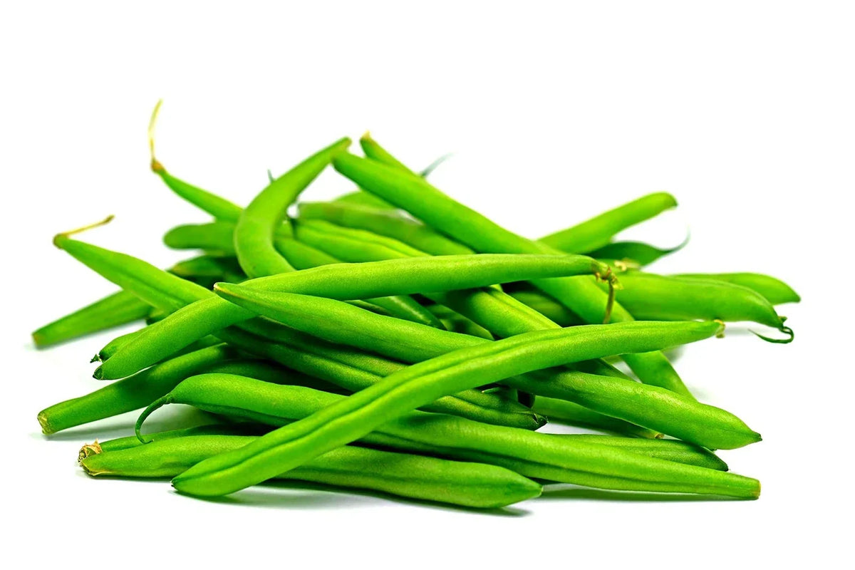 Green Bean Seeds - Provider Bush Beans Non-GMO USA Grown - 50+ Seeds