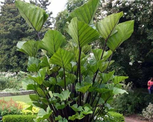 Small Rooted Elephant Ear Plant - Colocasia esculenta Tea Cup Variety for Container Gardening