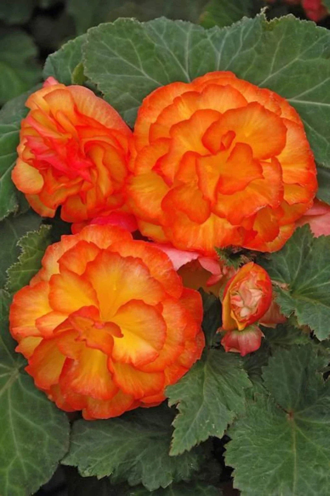 Begonia Seeds - 1000 Count - Nonstop Apricot - Begonia x tuberhybrida