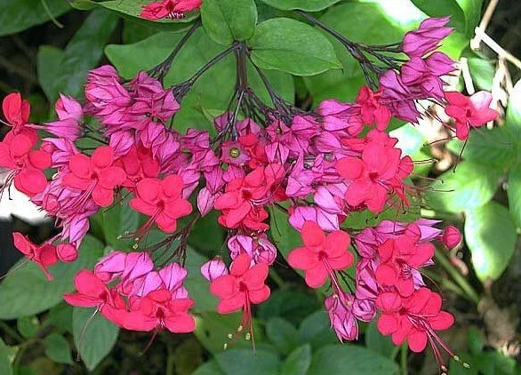 Bleeding Heart Plant Starter - Java Red, Clerodendrum Delectum, Red & Purple Foliage
