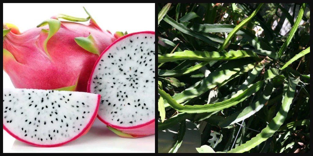 Unrooted 8" Dragon Fruit Cutting ~White Flesh~ Pitahaya Plant Vine Hylocereus