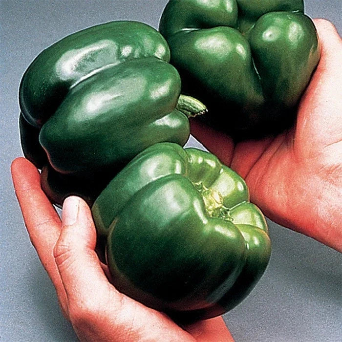 California Wonder Bell Pepper Seeds - Heirloom Non-GMO, Capsicum annuum, Organic, Sweet Bell Peppers, Garden or Container Planting