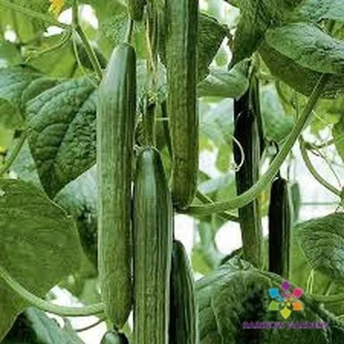 Tyria Cucumber Seeds | 25+ Seeds | Garden Planting | Cucumis sativus | USA