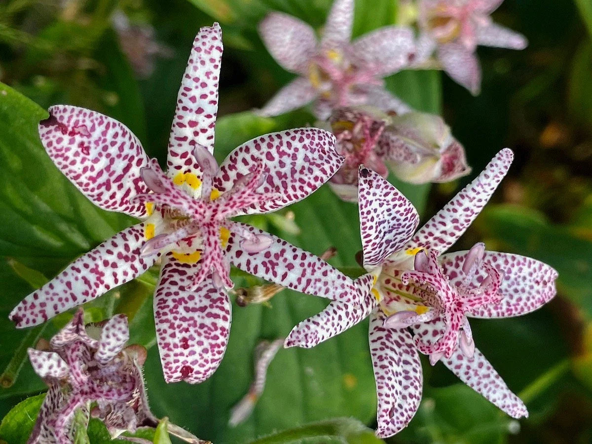 Tricyrtis ‘Sinonome’ – Japanese Toad Lily, Live Starter Plant, Shade Perennial with Exotic Fall Blooms for Woodland Gardens