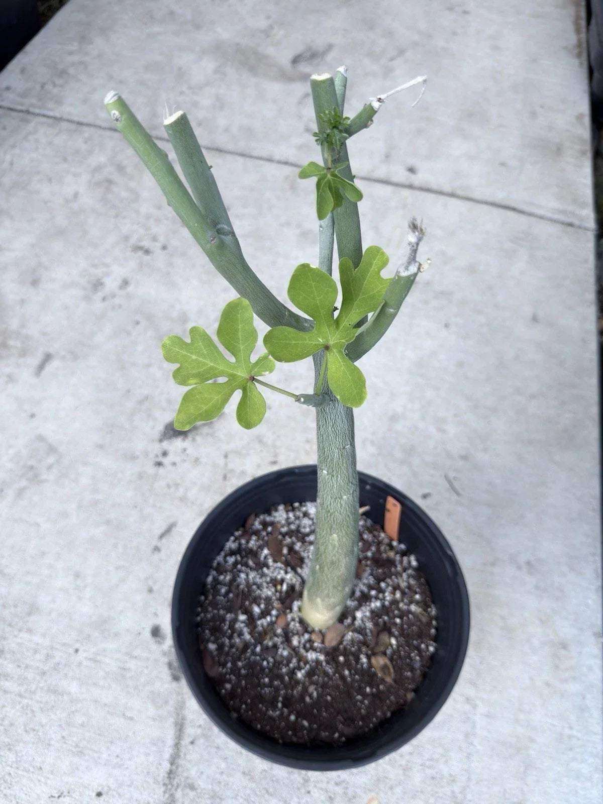 Adenia Venenata Caudex Succulent Plant in 4-Inch Pot | Unique Caudiciform Greenery | Passifloraceae