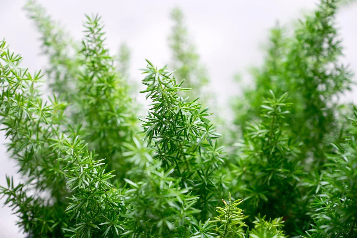 Emerald Fern Seeds for Planting - 6 Seeds, Foxtail Fern, Asparagus sprengeri, Indoor/Outdoor Garden Plant