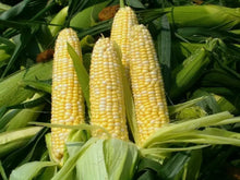 Peaches & Cream Corn Seeds - Organic Non-GMO Sweet Bi-Color Zea mays Seeds for Garden, Fresh Eating, Canning, 30 Pack