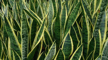 Sansevieria Dracaena Snake Plant - Large Air Purifying Mother-in-Law's Tongue - Indoor Plant for Home Décor