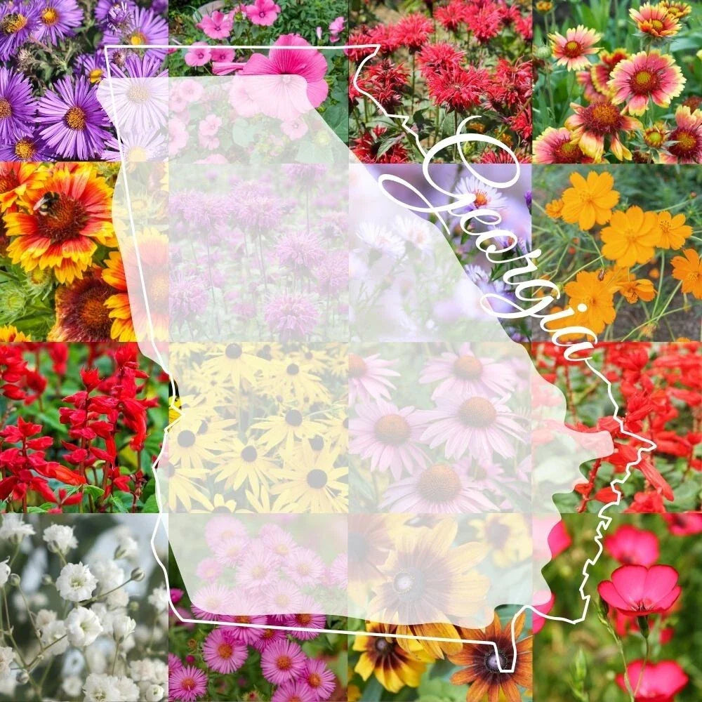 Bulk Wildflower Seed Mix 1lb - Georgia Variety, Colorful Blooms, Covers 2,000 sq ft - Ideal for Gardens and Landscapes