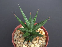 Sansevieria Francisii 4" Rare Exotic Succulent Outdoor Collector Plant - Snake Plant