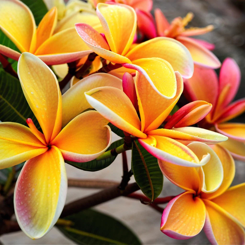 Pink Orange Plumeria Seeds - 5 Hawaiian Perennial Flower Lei - Plumeria spp.