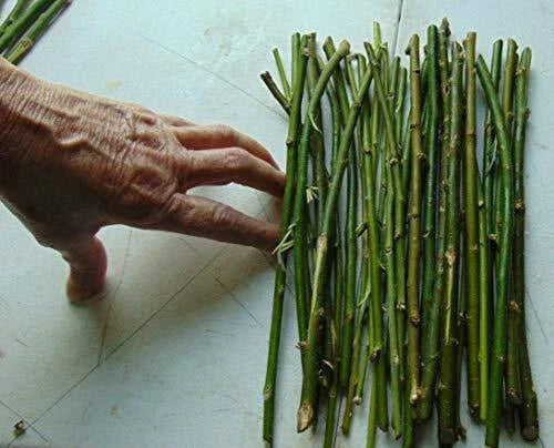 50 Thin Hybrid Willow Tree Cuttings | 1/4 Inch or Smaller | Salix × sepulcralis