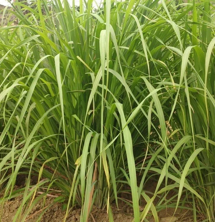 Lemongrass Seeds - 100+ Cymbopogon citratus Perennial Herb for Culinary Use, Garden or Containers, West Indian Seeds